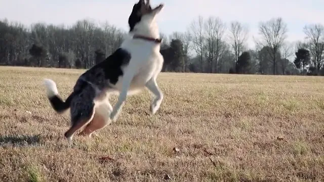 The leap and the catch